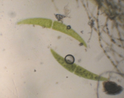 Closterium ehrenbergii, 2026-09-04
