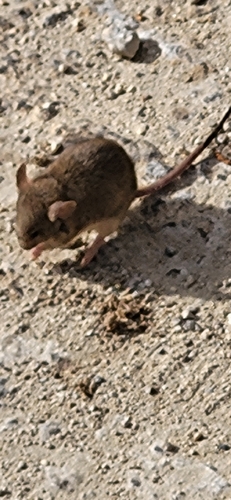 Mus musculus observed 2026-10-25