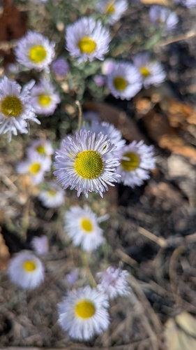 Erigeron divergens, 2026-10-24