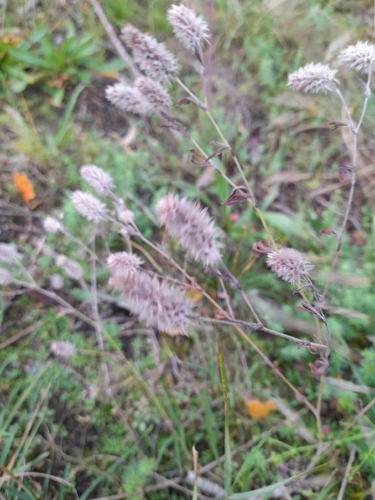 Trifolium arvense observed 2026-10-25