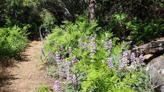 Lupinus excubitus austromontanus