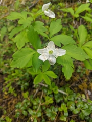 Anemonoides quinquefolia