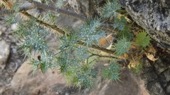 Cnidoscolus egregius