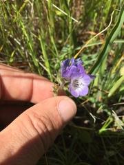 Phacelia divaricata