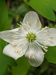 Anemonoides quinquefolia