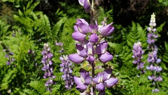 Lupinus excubitus austromontanus