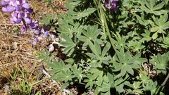 Lupinus excubitus austromontanus
