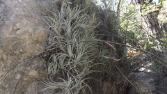 Tillandsia pueblensis