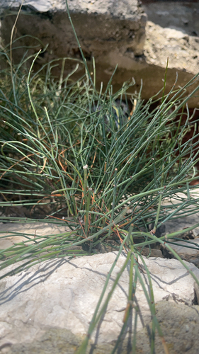 Ephedra observed 2026-10-25