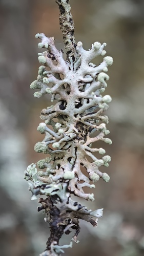 Hypogymnia tubulosa, 2026-10-25