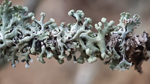 Hypogymnia tubulosa, 2026-10-25
