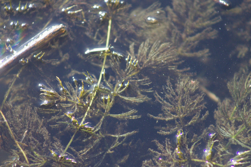 Ceratophyllum demersum observed 2026-10-25