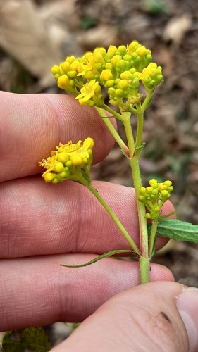 Patrinia scabiosifolia observed 2026-10-24
