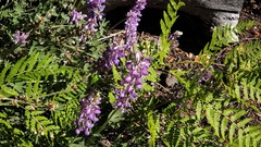 Lupinus excubitus austromontanus