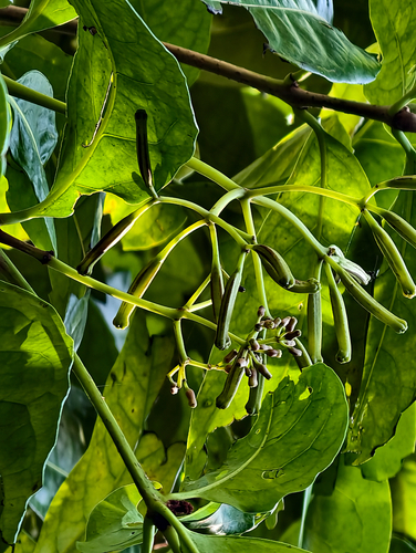 Ceodes umbellifera observed 2026-10-25