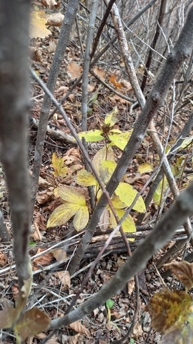 Atractylodes lancea observed 2026-10-24