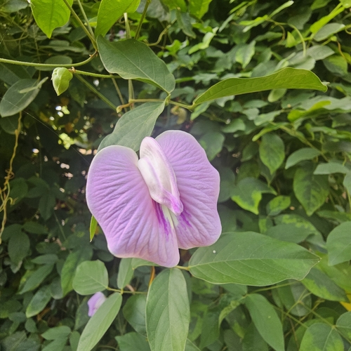 Centrosema pubescens observed 2026-10-25