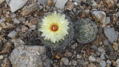 Coryphantha pallida