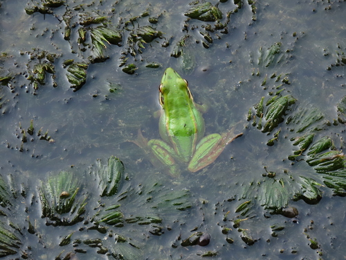 Hylarana erythraea observed 2026-10-25
