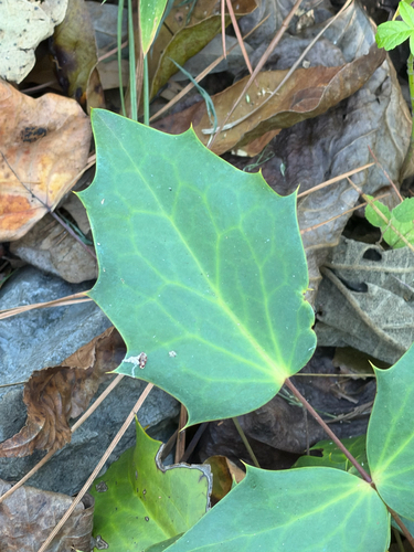 Mahonia japonica, 2026-10-24