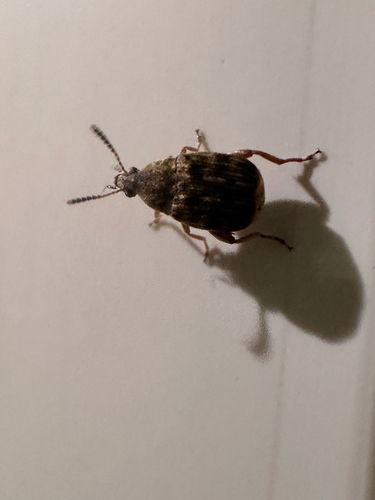 Bean Weevil