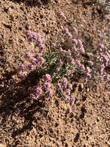 Abert's buckwheat