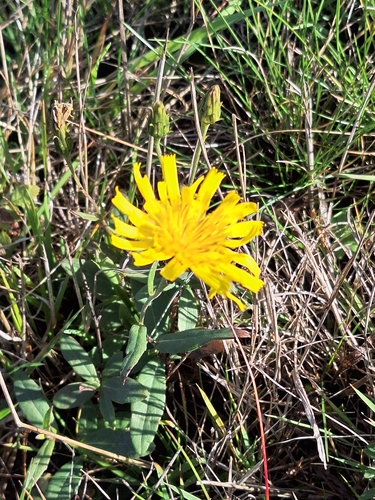 Hieracium umbellatum observed 2026-10-25