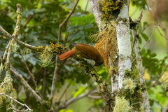 Anabacerthia striaticollis