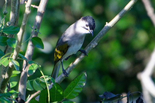 Pycnonotus taivanus, 2026-10-25