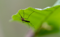 Aedes canadensis