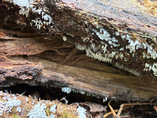 Ceratiomyxa fruticulosa observed 2026-10-25