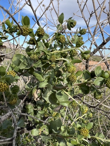 American Tarwort