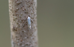 Phyllonorycter argentifimbriella