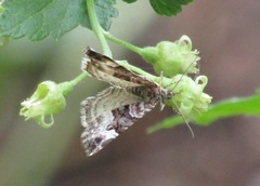 Xanthorhoe biriviata