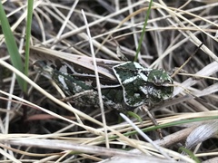 Pardalophora apiculata