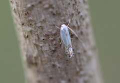 Phyllonorycter argentifimbriella