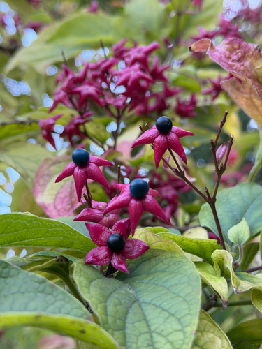 Clerodendrum trichotomum observed 2026-10-25