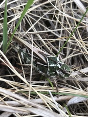 Pardalophora apiculata