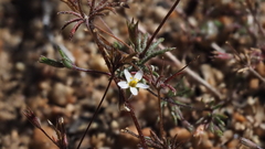 Leptosiphon pygmaeus continentalis