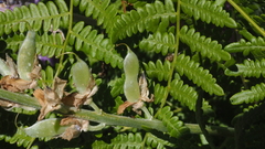 Lupinus excubitus austromontanus
