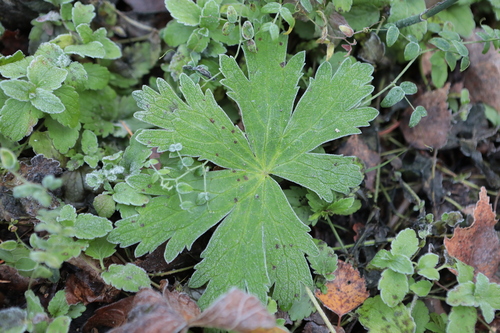 Geranium sylvaticum, 2026-10-25