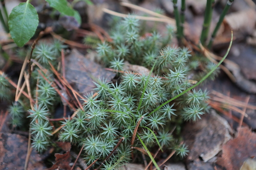 Polytrichum juniperinum observed 2026-10-25