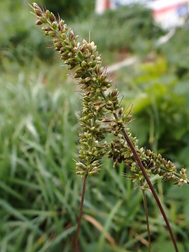 Setaria verticillata observed 2026-10-25