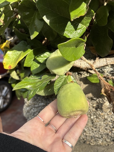 Ficus pumila observed 2026-10-25