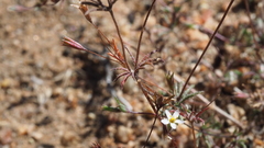 Leptosiphon pygmaeus continentalis