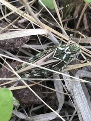 Pardalophora apiculata