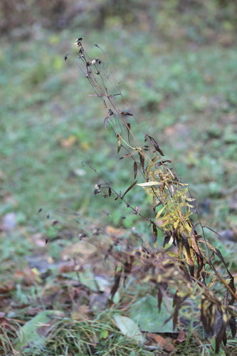 Hieracium umbellatum observed 2026-10-25