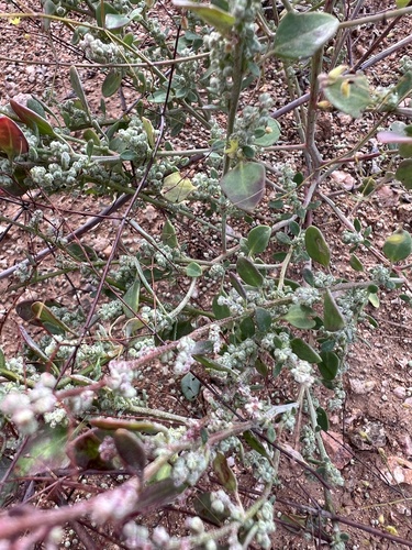 Mealy Goosefoot