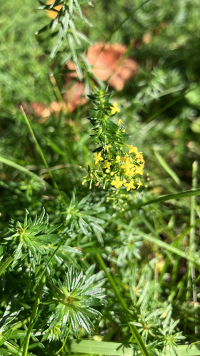 Galium verum observed 2026-10-25