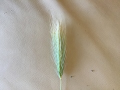 Hordeum secalinum